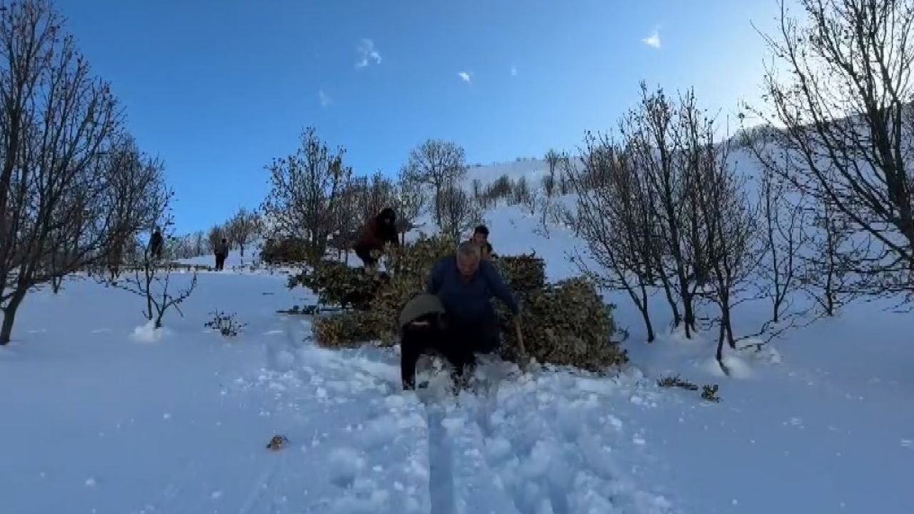 Bitlis'te besiciler, karda kızakla hayvanlarına ot taşıyor