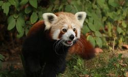 Polonya'da Erkek Kızıl Panda Kafesinden Kaçtı