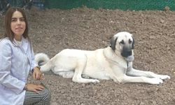 OMÜ'de Kangal Köpekleri Projesine TÜBİTAK Desteği