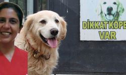 Köpekten Korkan Aile Hekimi Kaçarken Bacağını Kırdı