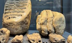 Samsun’da Mamut Fosilleri Müzede Sergileniyor