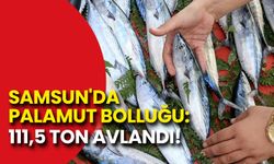 Samsun'da Palamut Bolluğu: 111,5 Ton Avlandı!