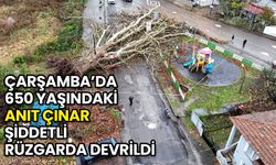 Samsun Çarşamba’da 650 Yaşındaki Anıt Çınar Şiddetli Rüzgarda Devrildi