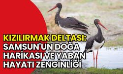 Kızılırmak Deltası: Samsun'un Doğa Harikası ve Yaban Hayatı Zenginliği