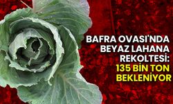 Bafra Ovası'nda Beyaz Lahana Rekoltesi: 135 Bin Ton Bekleniyor