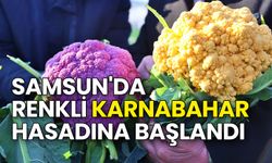 Samsun’da 220 Bin Renkli Karnabahar Fidesinin Hasadı Başladı