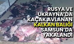 Rusya ve Ukrayna Karasularında Kaçak Avlanan Kalkan Balığına El Konuldu