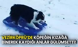 Vezirköprü’de Köpeğin Kızağa Binerek Kaydığı Anlar Gülümsetti!