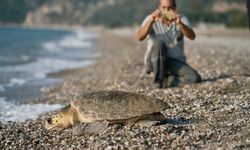 Caretta Carettaların Çiftleşme Dönemi Başladı! Rahatsız Etmeyin