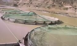 Ayının su ürünleri tesisindeki balıkları yiyip uzaklaştığı anlar kamerada