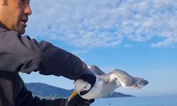 Amatör balıkçı oltasına dolanan martıyı kurtarıp, özgürlüğüne kavuşturdu