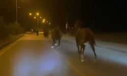 Çiftlikten kaçan yarış atları, D-400 kara yolunda görüntülendi
