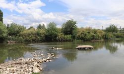 Dicle Nehri’nde balık ölümleri; profesörden ‘can suyu’ uyarısı
