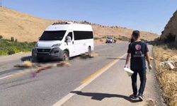 Minibüs, sürüye daldı; 13 küçükbaş öldü