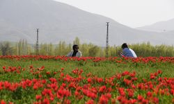 Muş Ovası, lalelerle kırmızıya büründü