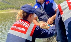 Samsun Altınkaya Barajı’nda Ağa Takılan Balıklar Kurtarıldı