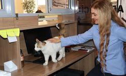 Amasya Adliyesi'nin 9 Yıllık Sadık Üyesi: Kedi ‘Adalet’
