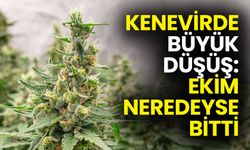 Kenevirde Büyük Düşüş: Ekim Neredeyse Bitti
