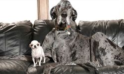 Dünyanın En Büyük ve En Küçük Köpeği Buluştu!