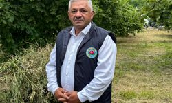 Ordu'da tahmini fındık rekoltesi tespit çalışmaları başladı