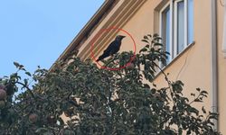 Rögarda mahsur kalan karga itfaiye ekiplerince kurtarıldı