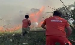 Sakarya'da ağaçlık alanda yangın