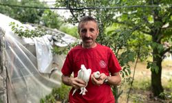 Tavuk yumurtasının üzerine kuluçkaya yatan güvercin, çıkan civcivi sahiplendi