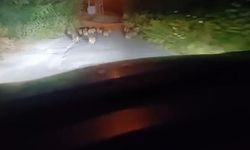 Zonguldak'ta 18 yavru domuz görüldü