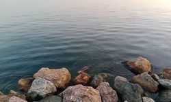 Zonguldak'ta su samuru görüntülendi