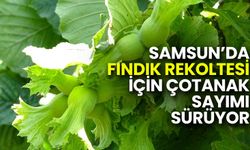 Samsun’da Fındık Rekoltesi İçin Çotanak Sayımı Sürüyor