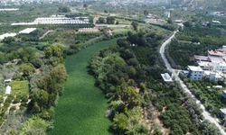 Asi Nehri'nde su sümbülü istilası; balık ölümleri yaşandı