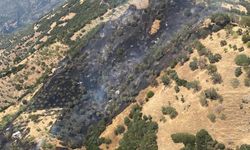 Aydın'da zeytinlik yangını (2)