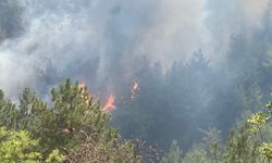Karabük'te orman yangını (2)