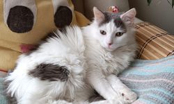 ‘Kedi ya da köpek tüyünden insan ölmez'