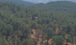 Şırnak'ta ormanda örtü yangını
