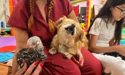 Sokağa atılan görme engelli köpek ‘Yoshi'ye yeni yuva