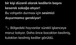 Turgutlu'da sokakta kedi başı bulundu iddiası