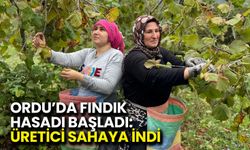 Ordu’da Fındık Hasadı Başladı: Üretici Sahaya İndi