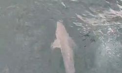 Balıkçıların ağına köpek balığı takıldı