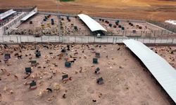 Tokat'ta 'Sahipsiz Hayvanlar Bakım ve Rehabilitasyon Merkezi' inşaatı tamamlandı