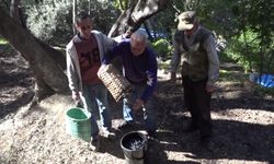 Artvin'in ödüllü ‘Butko' zeytininde hasat sürüyor