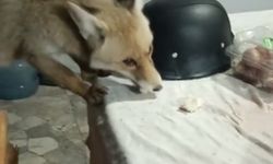 Bağ evinin bahçesine giren tilkileri besledi