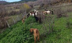 Bolu'da kaybolan küçükbaşlar, dronla bulundu