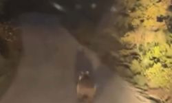 Köy yoluna inen ayı cep telefonu kamerasında