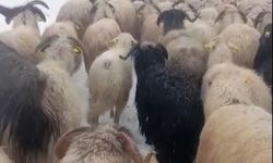 Ordu'da yoğun kar, çobanlara ve sürüye zor anlar yaşattı