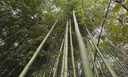 Samsun'da 10 yıldır bahçesinde bambu yetiştiriyor