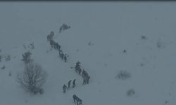 Artvin'de çığ düştü; kar altında kalan 3 çobandan 1'i öldü, 2'si aranıyor (2)