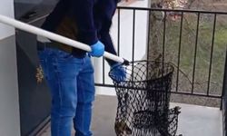 Hayvanat bahçesinden kaçan maymuna balkonunda muz verdi