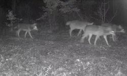 Karabük’te yaban hayatı fotokapana yansıdı