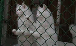 Ankara kedisini yaşatan merkezden 700'e yakın sahiplendirme